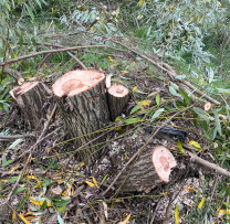 18 arbori de ulm și salcie, tăiați ilegal în extravilanul localității Moscovei
