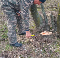 Tăieri ilegale și încălcări de mediu depistate în raionul Dondușeni