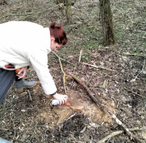 Tăiere ilegală de arbori descoperită la Ocnița: Transport de lemn fără acte, stopat de autorități