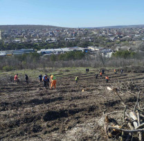Programul Național de Extindere și Reabilitare a Pădurilor în Anenii Noi