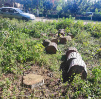 Despre Incidentul de Tăiere a Arborilor și Vătămarea Mediului în Ștefan Vodă: Procesul Contravențional și Recuperarea Prejudiciului