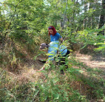TĂIERE ILEGALĂ DE  ARBORI LA FĂLEȘTI