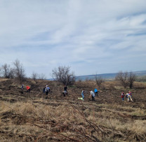 Proces de Împădurire Lansat în Tochile Răducani