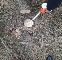 Inspectorii de mediu din Sîngerei intervin împotriva distrugerii fâșiilor forestiere de protecție