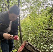 Tăieri ilegale de arbori și cazuri de poluare depistate de inspectorii de mediu din Florești