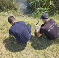 Doi pui de lebădă, salvați și redați habitatului natural în raionul Cahul