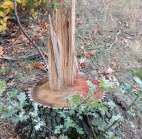 Tăieri ilicite de arbori și contravenții de mediu depistate în raionul Cimișlia