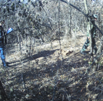Operațiune de Combatere a Tăierilor Ilegale de Arbori și Braconaj în Vulcanești, Autonomia Găgăuză