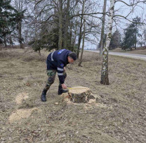 TĂIERI  ILEGALE DE ARBORI ÎN EDINEȚ: INSPECTORII DE MEDIU AU IDENTIFICAT SUSPECȚI