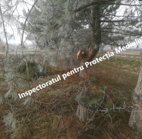 Razii ale inspectorilor de mediu din Briceni: sancțiuni pentru tăieri ilegale de arbori