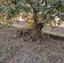 Tăieri neautorizate de arbori, depistate în urma unei sesizări la hotarul raioanelor Ocnița și Briceni