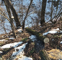Operațiune de Monitorizare a Mediului în Rezina dezvăluie Tăierea Ilegală a 12 Arbori de Salcâm în Sîrcova