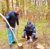 Tăieri ilegale de arbori, depistate de inspectorii de mediu din Criuleni