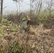 Tăiere Ilegală de Arbori în Fâșia de Protecție din Cahul