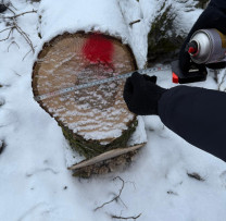 Razii de mediu la Ocnița: depistate tăieri ilegale de arbori de nuc în localitatea Mihălășeni