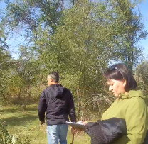 Arbori de salcâm tăiați ilegal în raionul Comrat