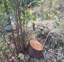 Tăierea Ilegală a Arborilor din Fondul Forestier al Primăriei Brătușeni, Edineț
