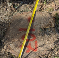 Tăieri ilegale de arbori în fondul forestier de stat: prejudiciu de peste 1 milion de lei