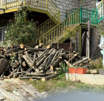 42 de arbori, tăiați ilegal pe un teren public din localitatea Ulmu