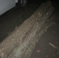 Scandalul tăierilor ilegale de arbori din Florești: Inspectorii de mediu declanșează raziile pentru a stopa devastarea pădurilor