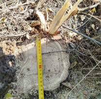 Tăiere ilicită a 14 arbori, depistată în cadrul raziilor desfășurate de inspectorii de mediu din Cimișlia