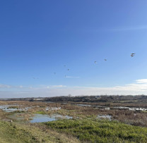 Descoperire Șocantă pe Râul Răut: 65 de Lebede Găsite Moarte în Sectorul Lunga-Bahrînesti, Florești