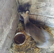 Gest de omenie: O căprioară rănită, salvată și eliberată în natură
