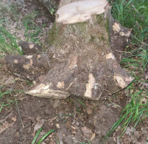 Acțiune comună de combatere a tăierilor ilegale în Călărași: Depistat și sancționat un individ pentru tăierea ilegală de arbori