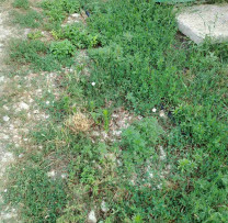 Inspectorii de mediu din Bălți au aplicat amenzi de 10 000 de lei pentru încălcări privind combaterea ambroziei