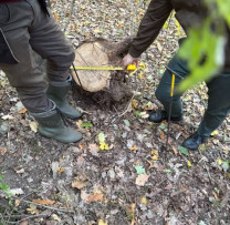 Arbori tăiați ilegal în fondul forestier din Călărași