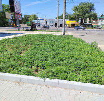 Inspectorii de mediu din Bălți continuă acțiunile de combatere a răspândirii ambroziei