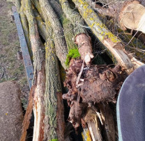 CAZURI DE TĂIERI ILEGALE DESCOPERITE ÎN RAIONUL DONDUȘENI