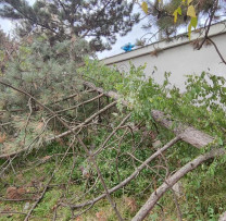 Arbori tăiați ilegal în municipiul Bălți. Prejudiciul estimat – 113 400 de lei