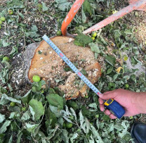 Zona Bălți s-a confruntat cu o defrișare neautorizată care a atras atenția inspectorilor de mediu