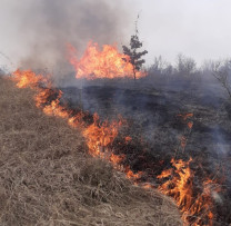 Nu arde iarba uscată! Acolo este viață!